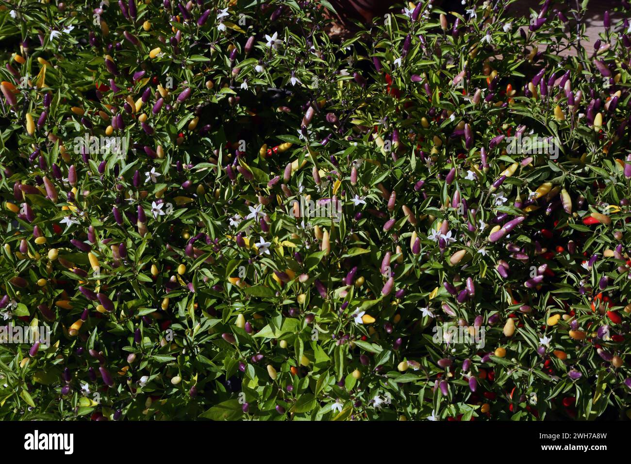 Chilli Willy Peppers Vouliagmeni Athens Attica Greece Stock Photo