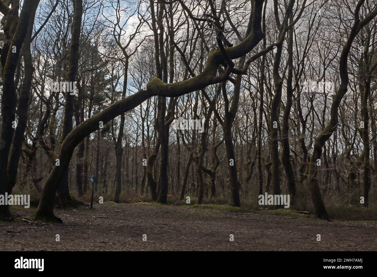 Friday Street on the North Slope of Leith Hill Leaning Tree in the Woodlands Surrey England Stock Photo