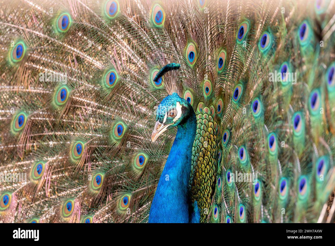The Common Peafowl (Pavo cristatus), commonly known as the Peacock, found in Delhi, India, is famed for its extravagant plumage and majestic tail disp Stock Photo