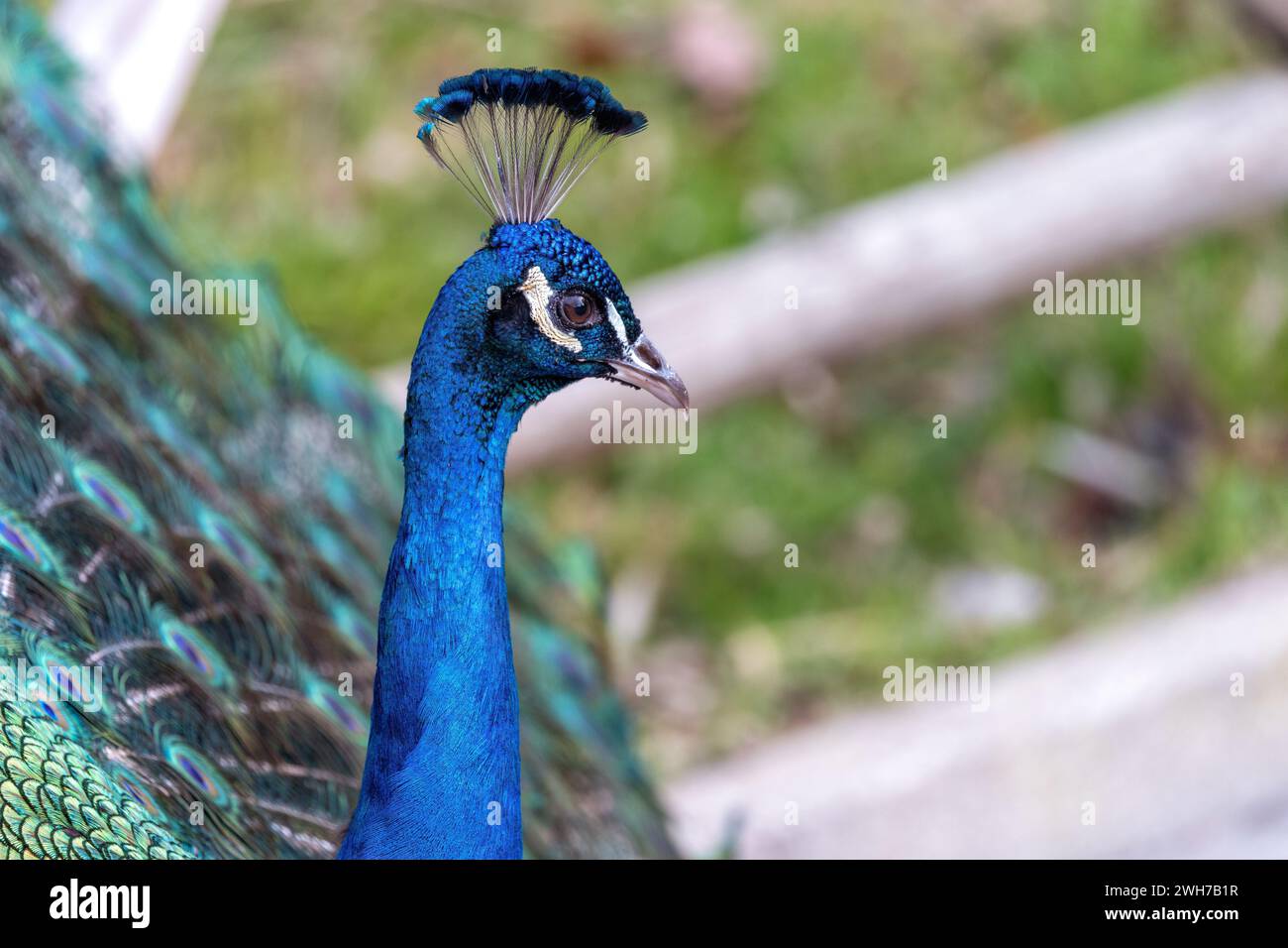 The Common Peafowl (Pavo cristatus), commonly known as the Peacock, found in Delhi, India, is famed for its extravagant plumage and majestic tail disp Stock Photo