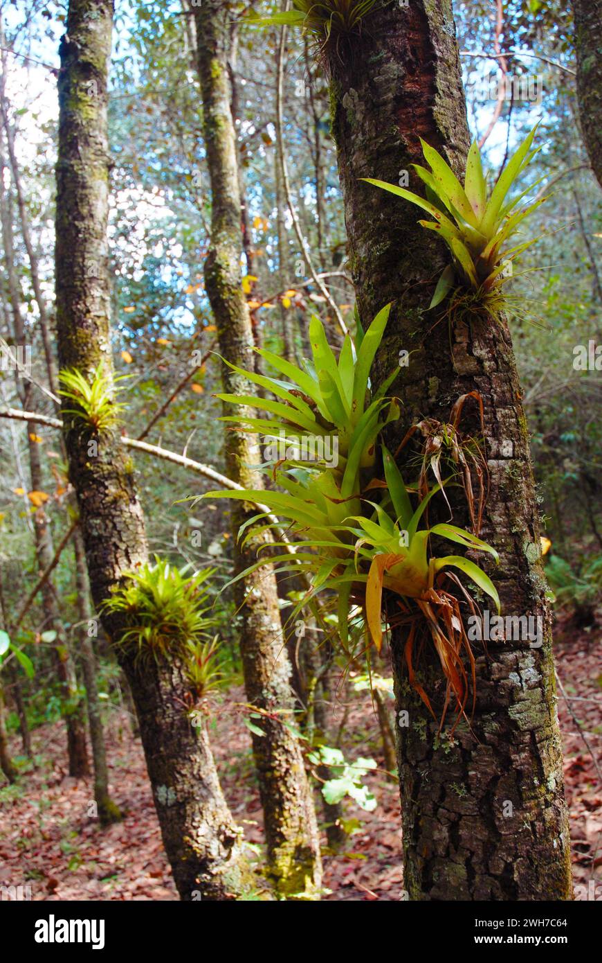 Air plants or Epiphytes are commonly found in the Yucatan in southern Mexico. Stock Photo