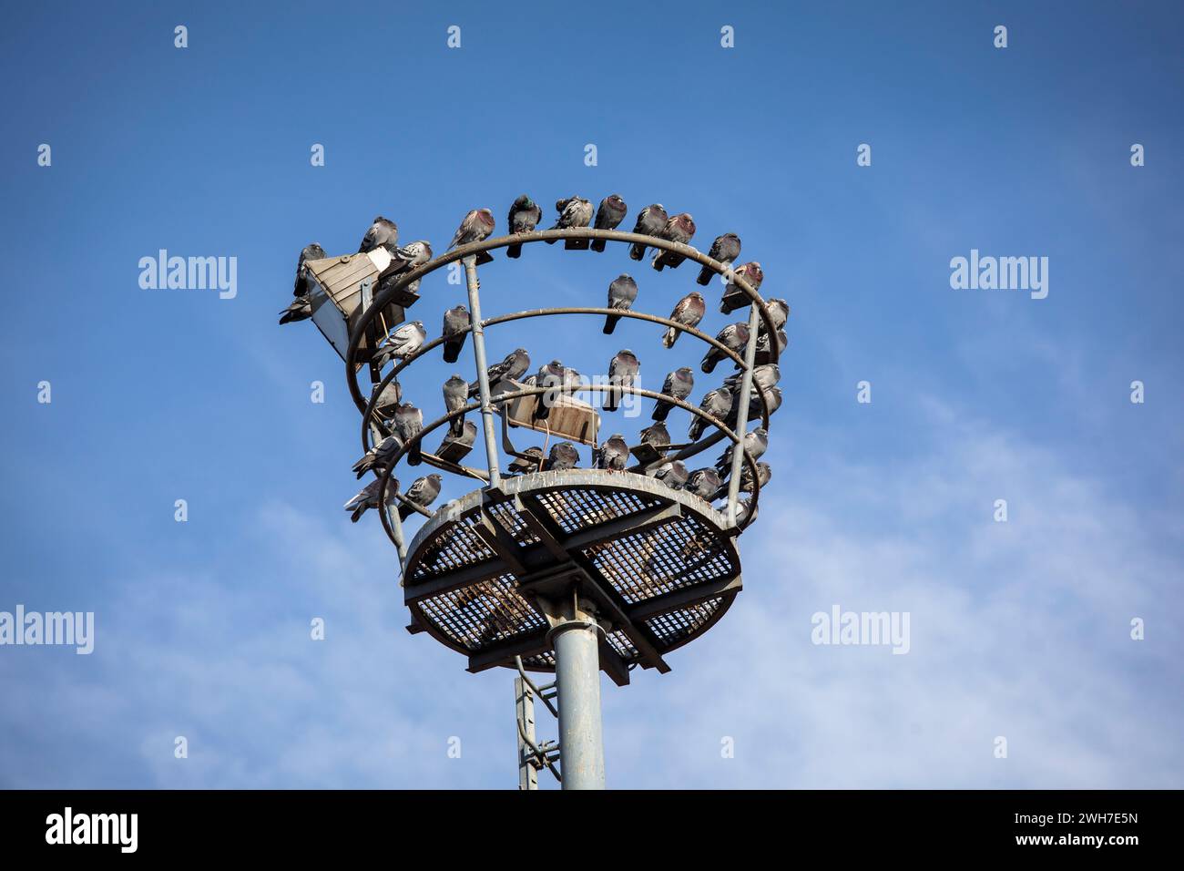 pigeons sitting on an old floodlight mast in the port Deutz, Cologne, Germany. Tauben sitzen auf einem alten Scheinwerfermast im Deutzer Hafen, Koeln, Stock Photo