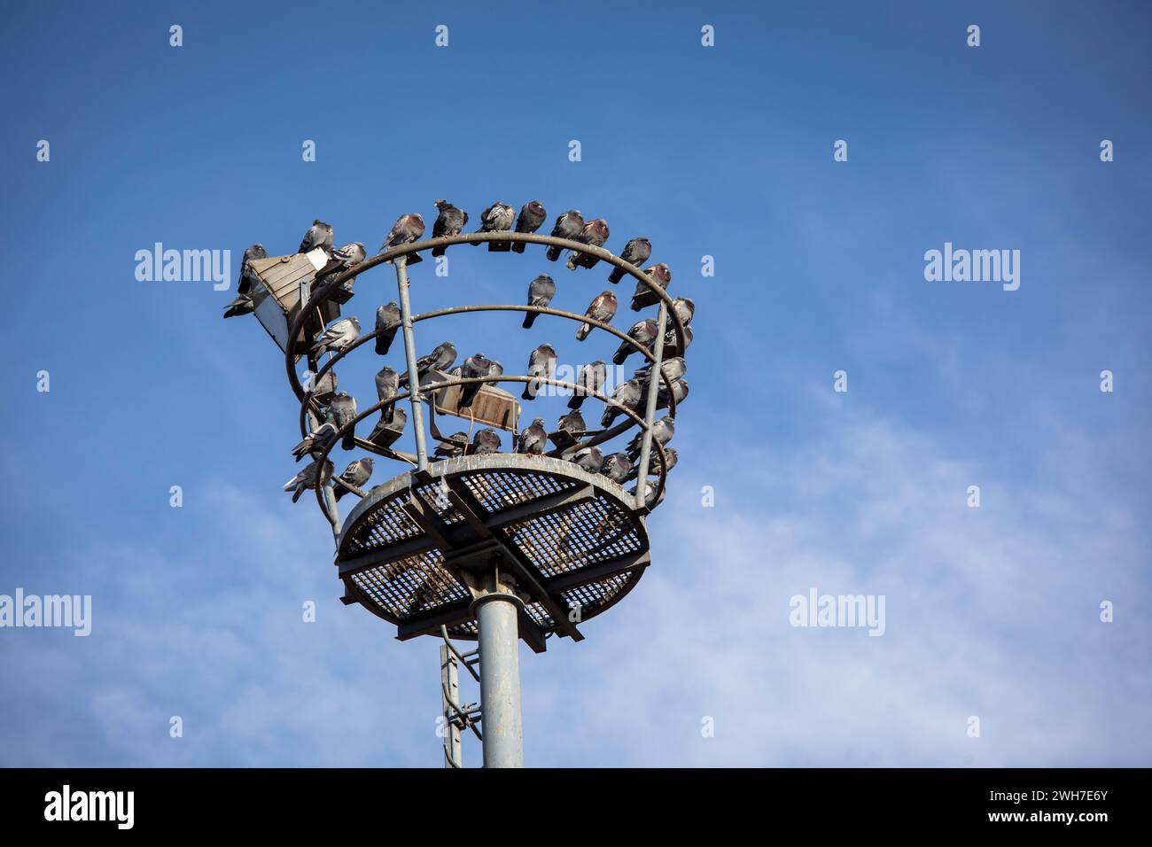 pigeons sitting on an old floodlight mast in the port Deutz, Cologne, Germany. Tauben sitzen auf einem alten Scheinwerfermast im Deutzer Hafen, Koeln, Stock Photo