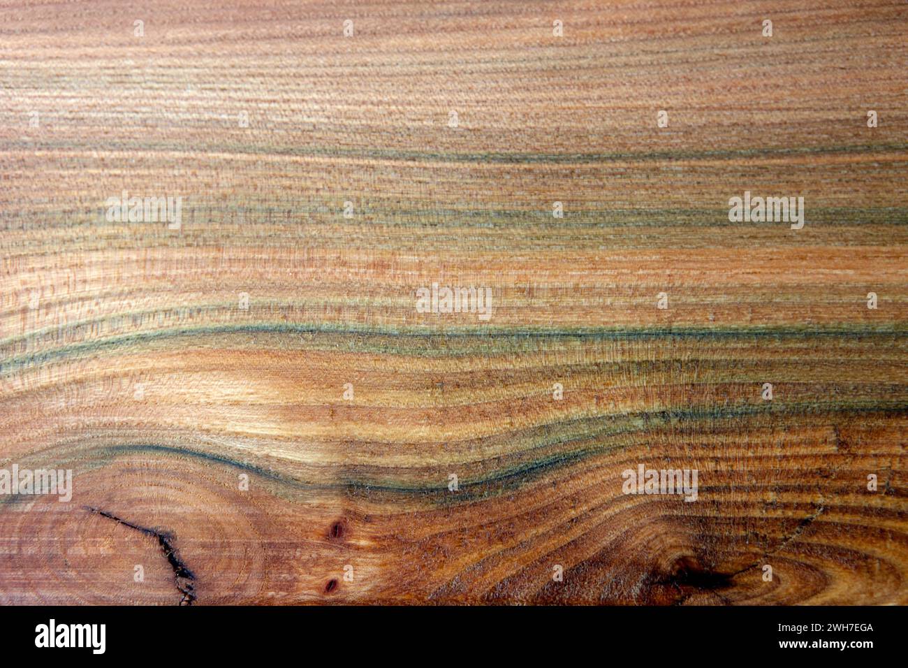 green and brown lines cross section of cut irish elm wood downed in a storm and prepared for furniture Stock Photo
