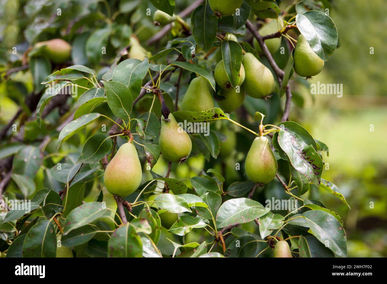 Yellow pears grow and ripening on a tree in a beautiful fruit garden on green background. Rich pear crop grows on tree. Focus on pears Stock Photo