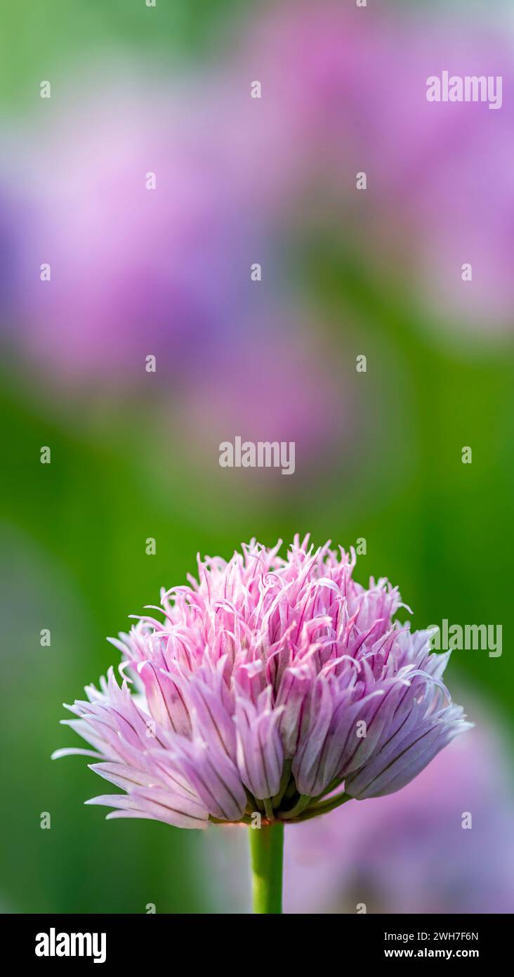 Chive flowers in foreground blurred hi-res stock photography and images ...