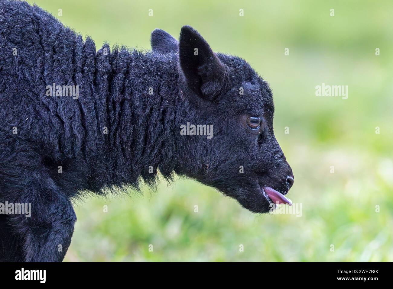 Close-up Portrait of Adorable Black Lamb with Tongue Out Stock Photo