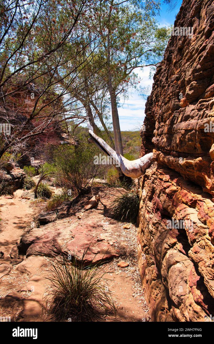 Gum tree growing out of a sheer red sandstone rock wall along the Z Bend River Trail, Kalbarri National Park, Western Australia Stock Photo