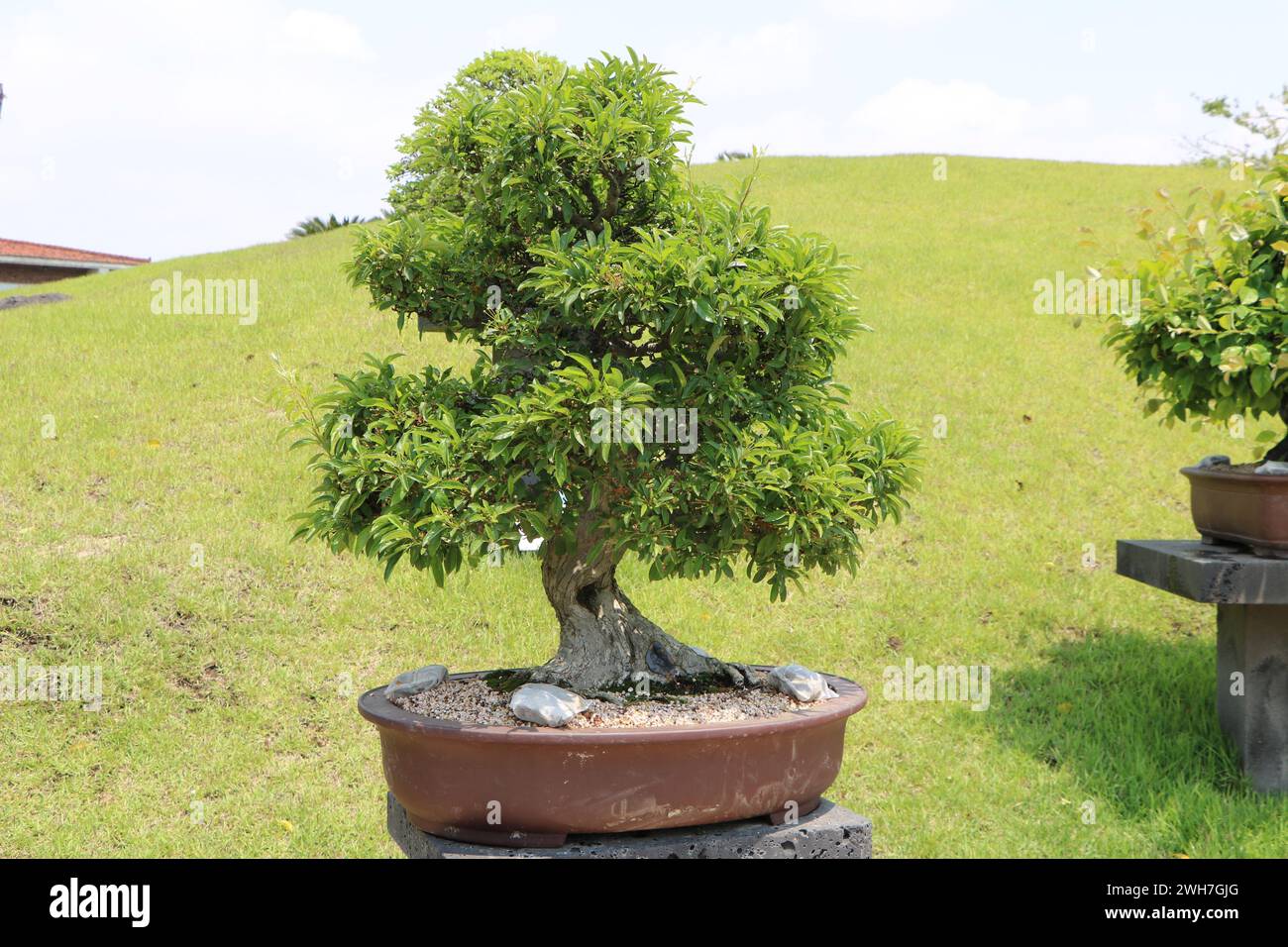 Bonsai Tree in Pot, on Jeju Island, Spirited Garden Stock Photo Alamy