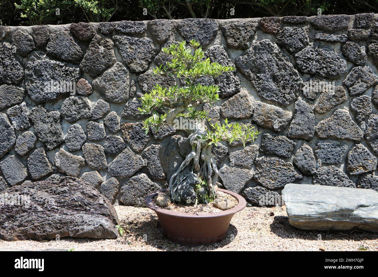 Bonsai tree on volcanic rock background in Jeju Spirited Garden, South