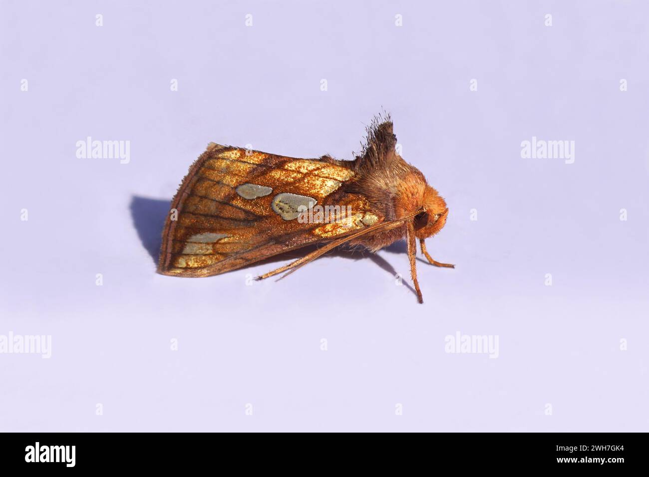 Close up Gold spot (Plusia festucae). Moth of the family Noctuidae, Owlet moths. Isolated on a white background. Netherlands, summer, August Stock Photo
