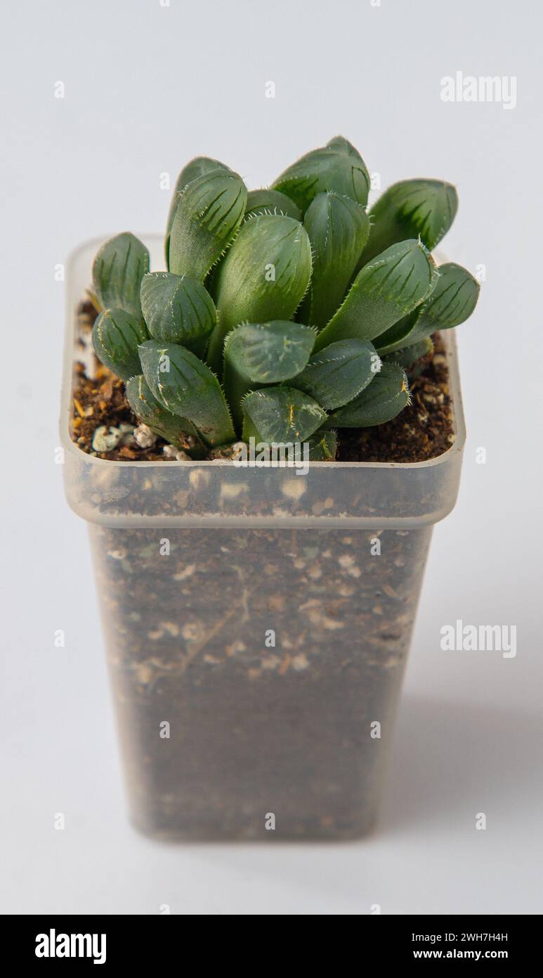 Haworthia Cooperi Var Obtusa Plant Succulent In Pot Green Little haworthia-cooperi-var-obtusa-plant-succulent-in-pot-green-little