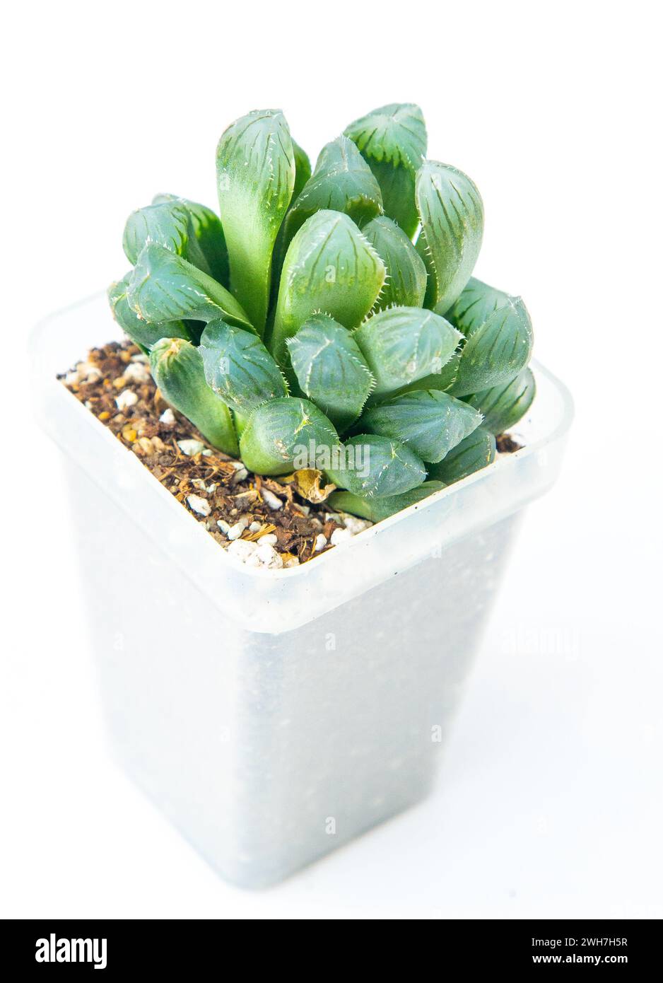 Haworthia Cooperi Var Obtusa Plant Succulent In Pot Green Little haworthia-cooperi-var-obtusa-plant-succulent-in-pot-green-little