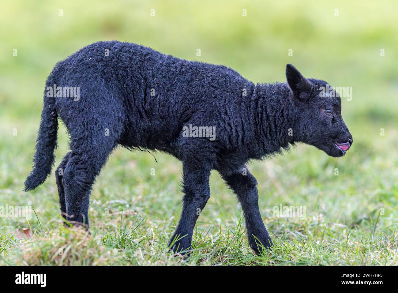 Adorable Black Lamb with Tongue Out, side Profile Stock Photo