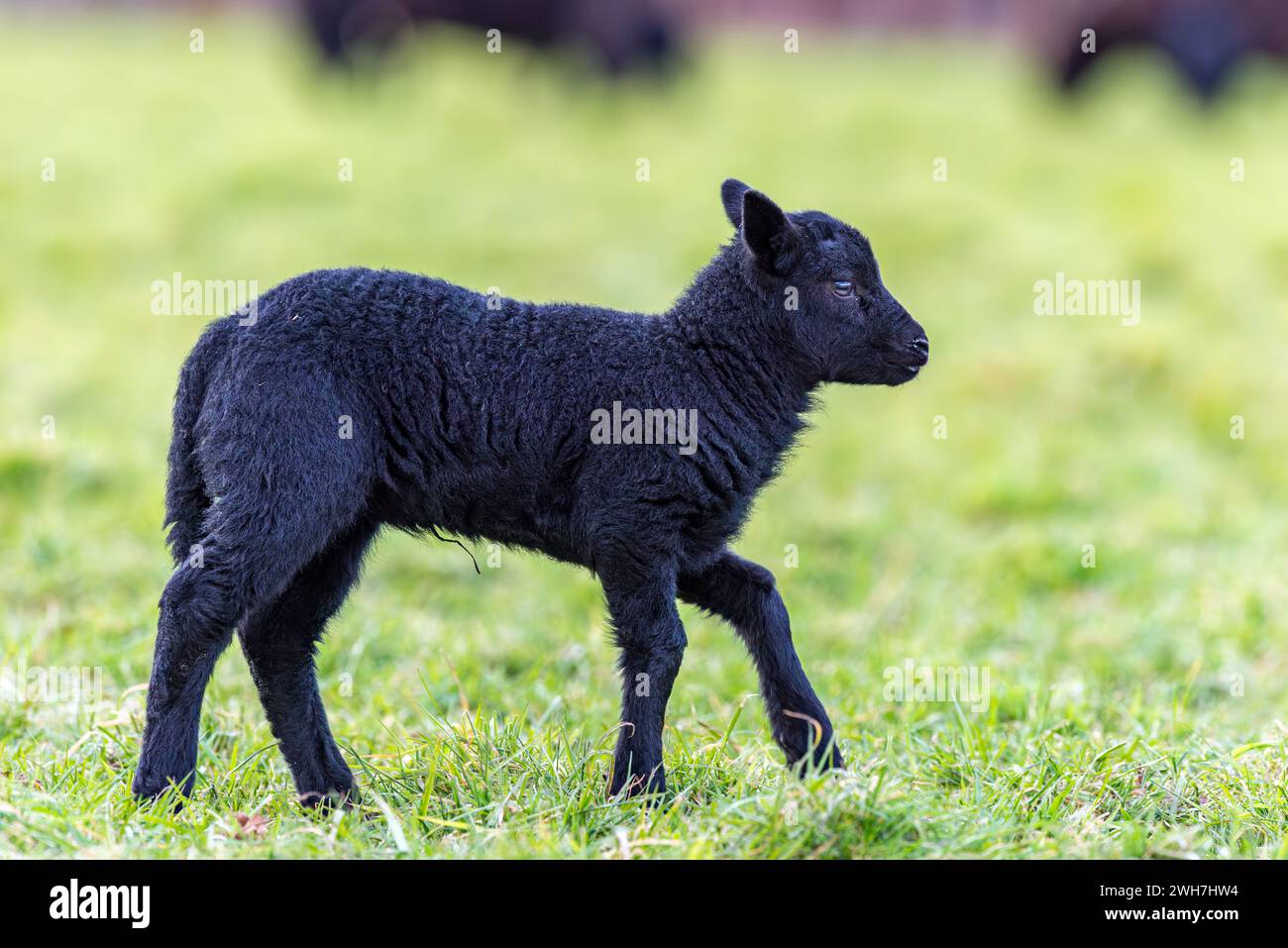 Walking Black Lamb Side Profile View Stock Photo