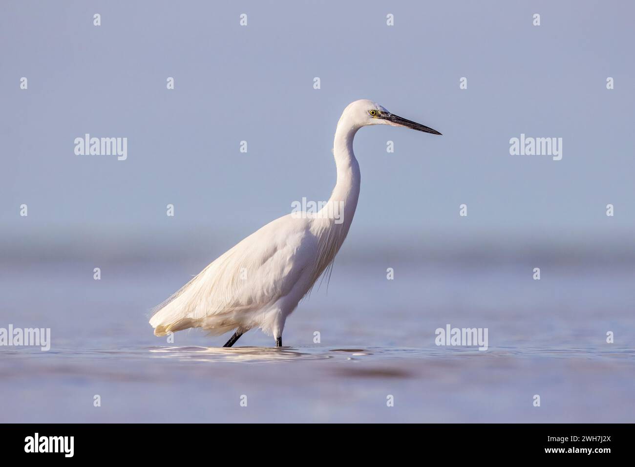 Little Egret, Egretta garzetta, Grado Pineta, Italy Stock Photo