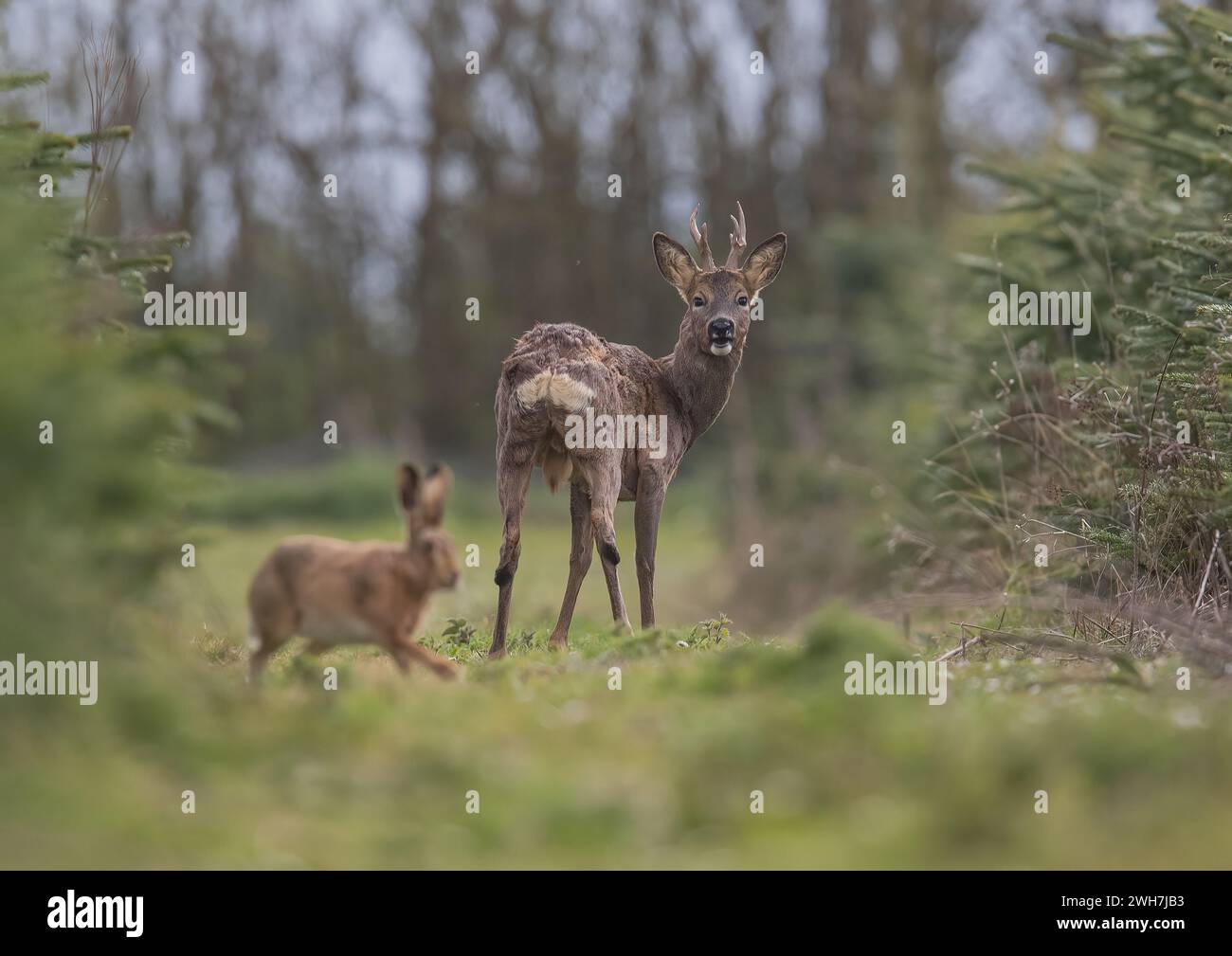 A Male  Roe Deer (Capreolus capreolus) standing looking at the camera   in the Christmas trees whilst being photobombed by a Brown Hare.Suffolk, UK Stock Photo