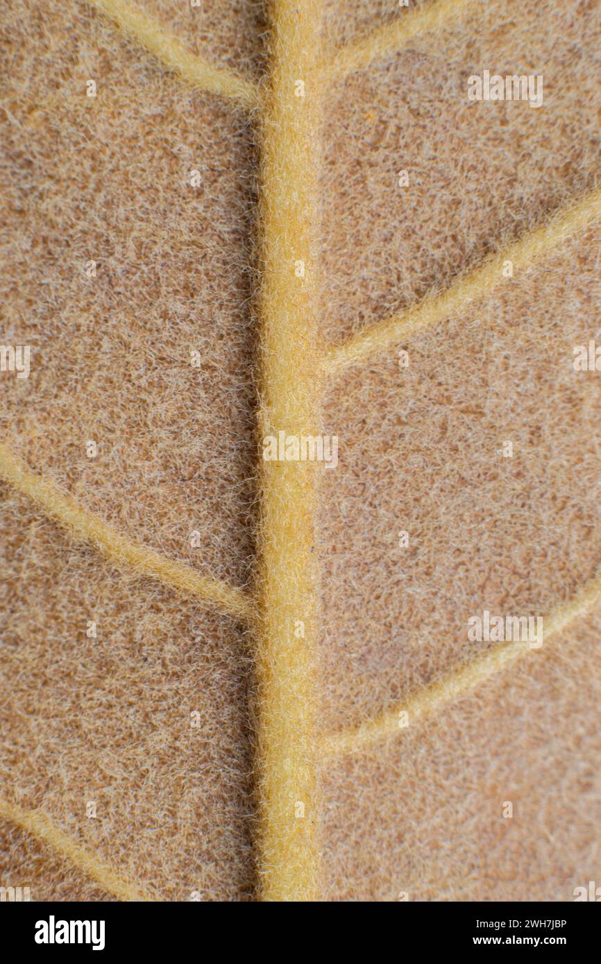 Nerves of a leaf hi-res stock photography and images - Alamy
