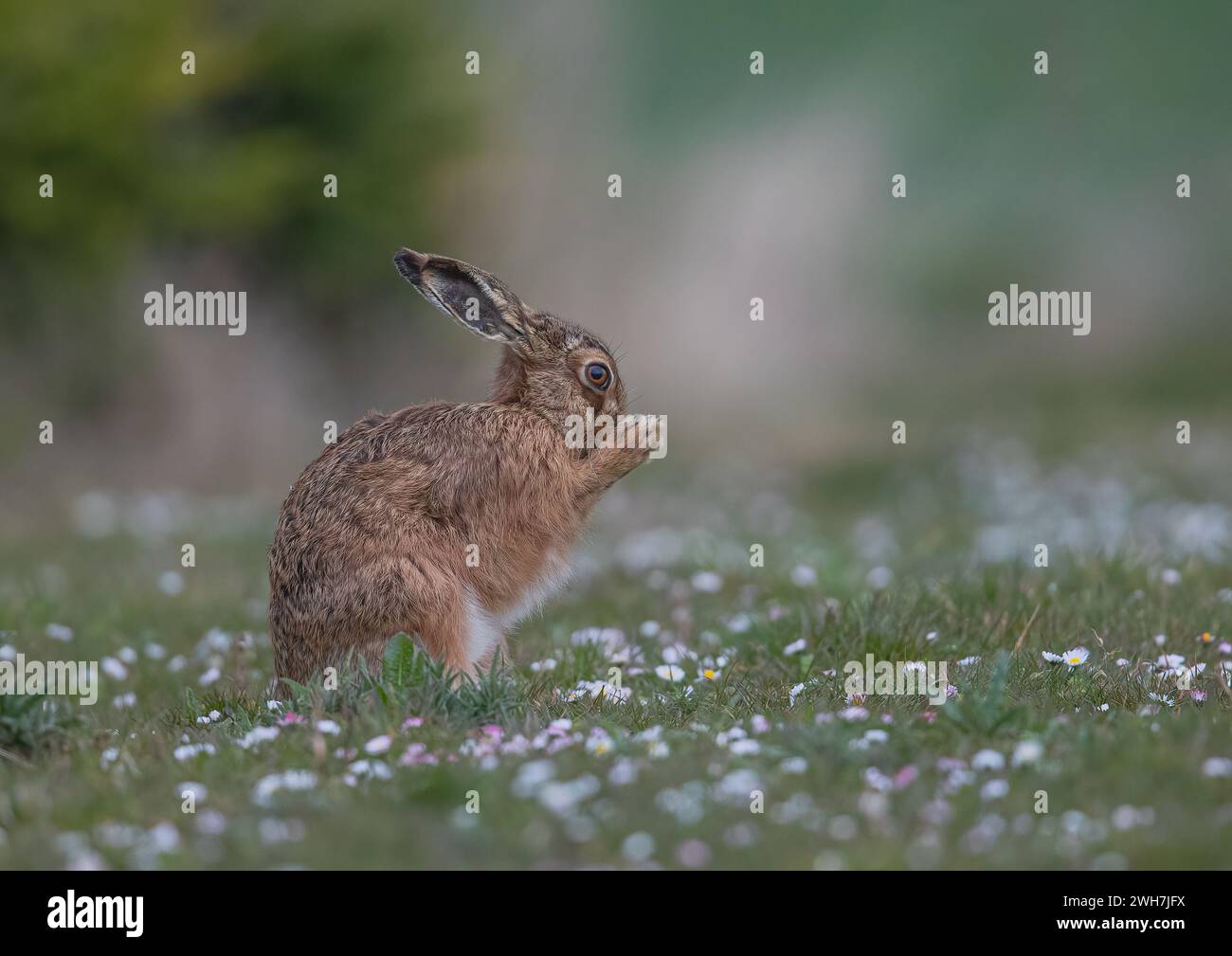 A striking coloured Brown Hare,(Lepus europaeus) , washing and grooming its face  in a carpet of daisies. Suffolk,  UK Stock Photo