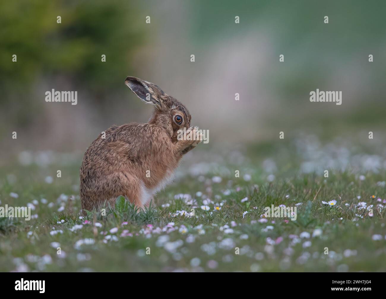 A striking coloured Brown Hare,(Lepus europaeus) , washing and grooming its face  in a carpet of daisies. Suffolk,  UK Stock Photo