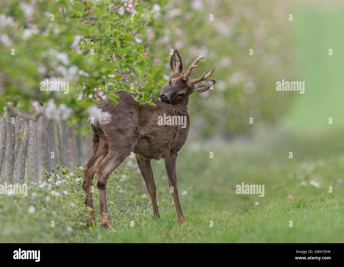 A male Roe Deer with antlers (Capreolus capreolus) standing amongst the pink apple blossom in the Apple orchards of a Suffolk Farm . UK Stock Photo