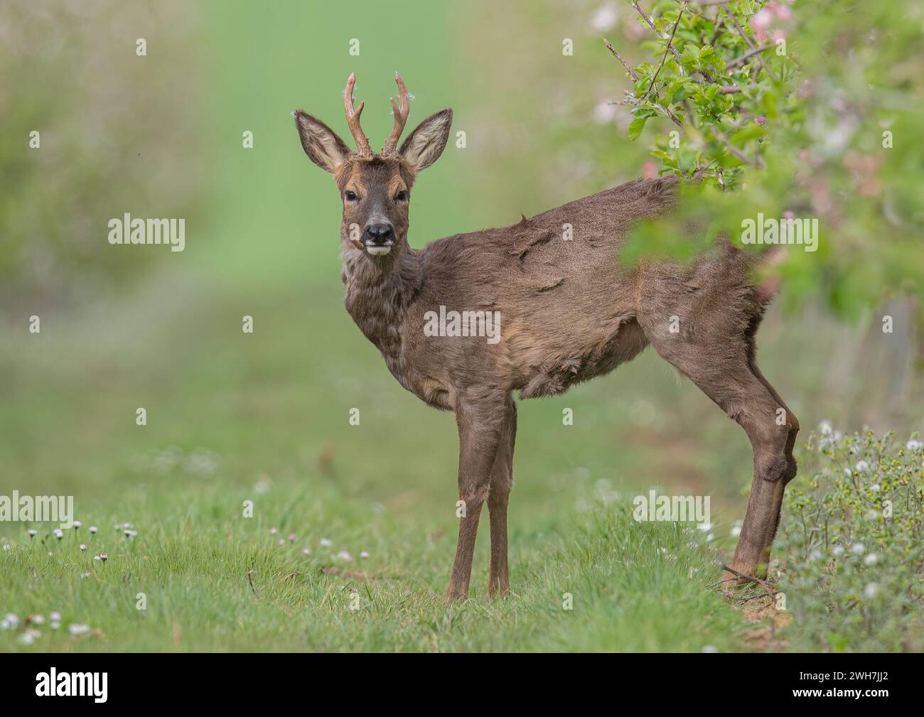 A male Roe Deer with antlers (Capreolus capreolus) standing amongst the pink apple blossom in the Apple orchards of a Suffolk Farm . UK Stock Photo