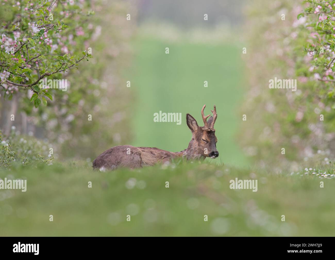 A male Roe Deer with antlers (Capreolus capreolus) sleeping  amongst the pink apple blossom in the Apple orchards of a Suffolk Farm . UK Stock Photo