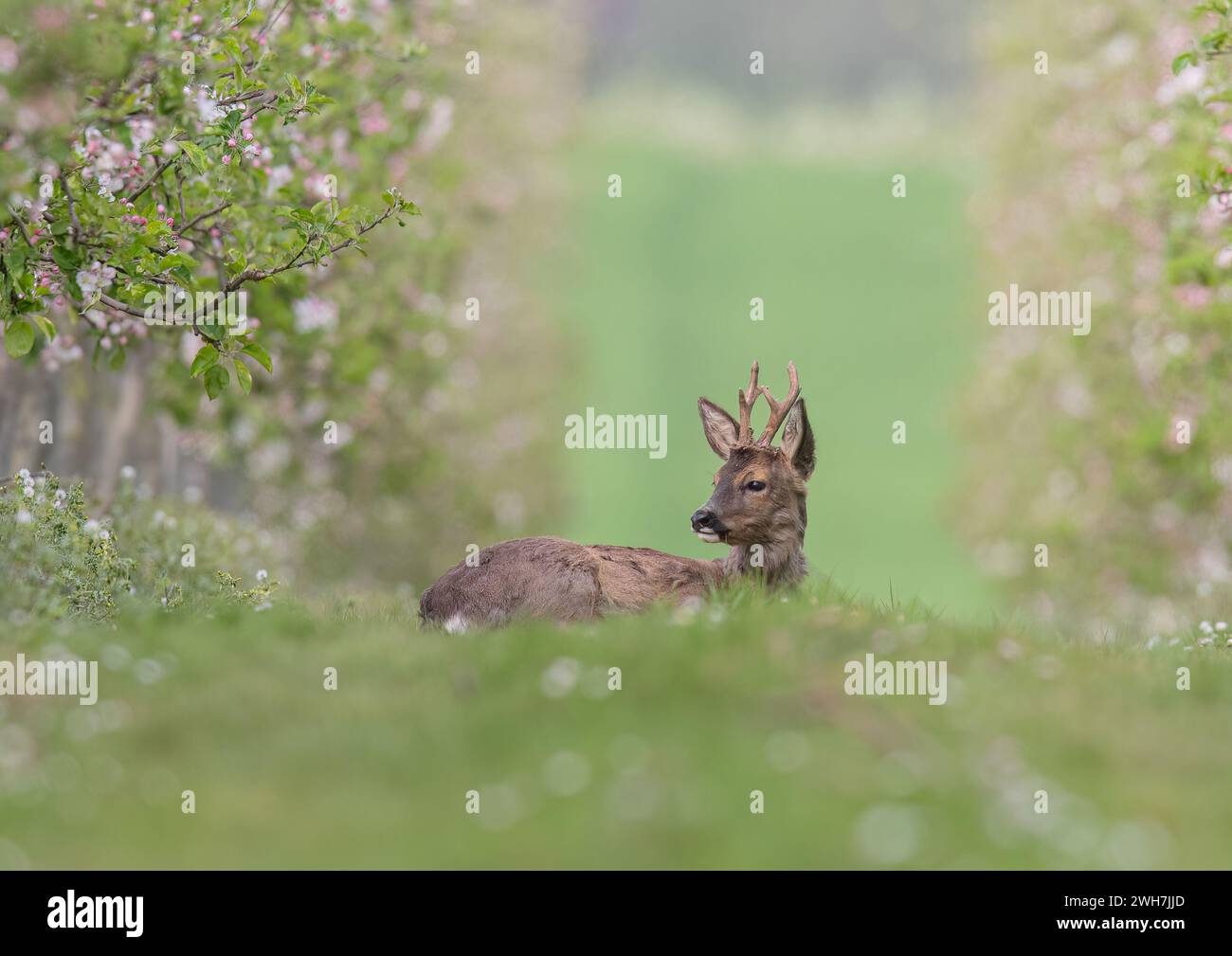 A male Roe Deer with antlers (Capreolus capreolus) laying down amongst the pink apple blossom in the Apple orchards of a Suffolk Farm . UK Stock Photo