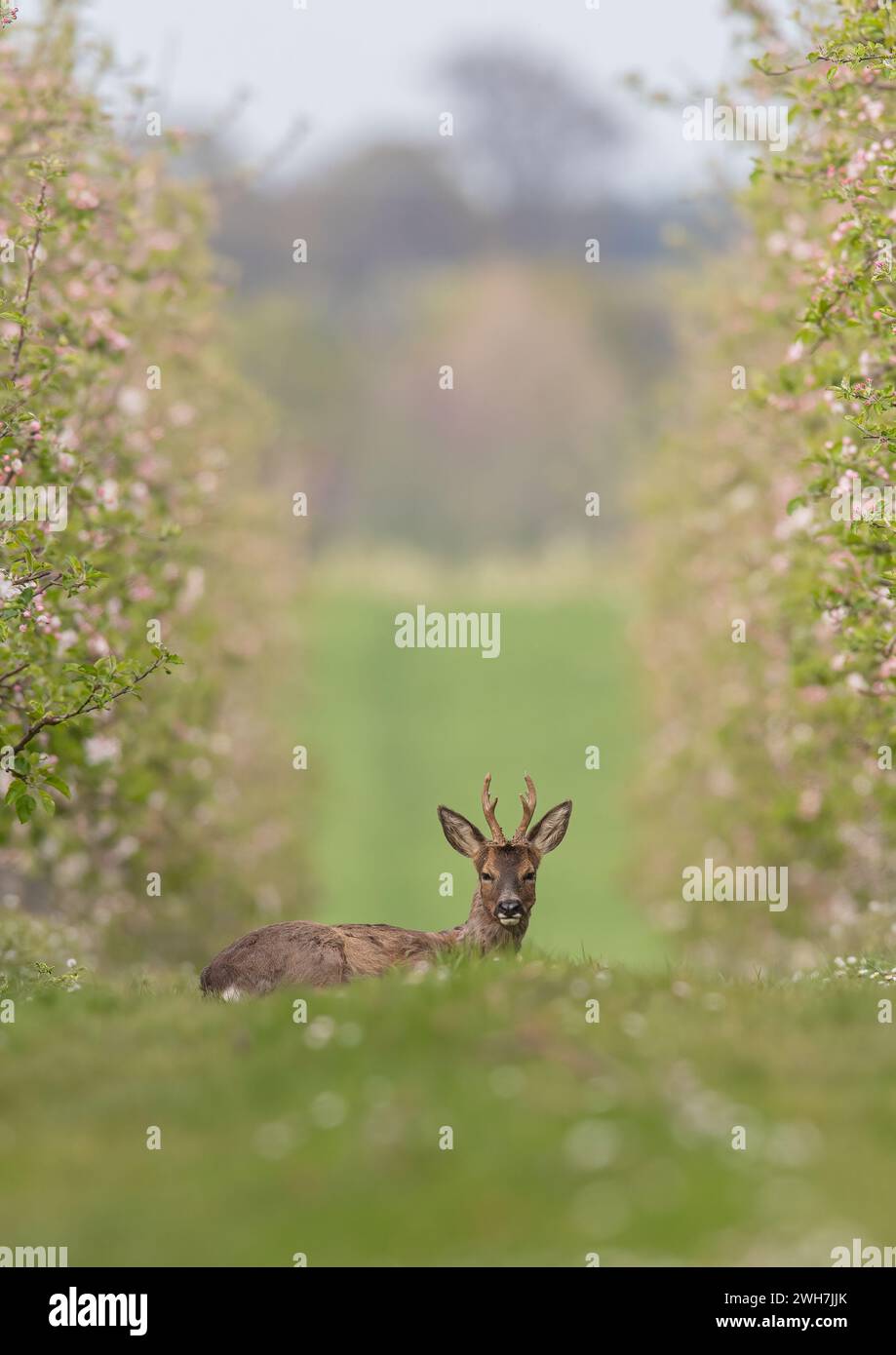A male Roe Deer with antlers (Capreolus capreolus) laying down amongst the pink apple blossom in the Apple orchards of a Suffolk Farm . UK Stock Photo