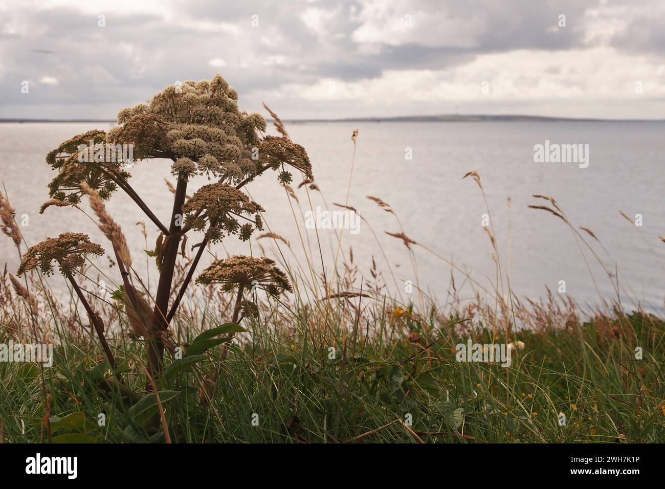 Scots Lovage plant and grasses on a cliff with the sea at Scapa Flow in the background Stock Photo