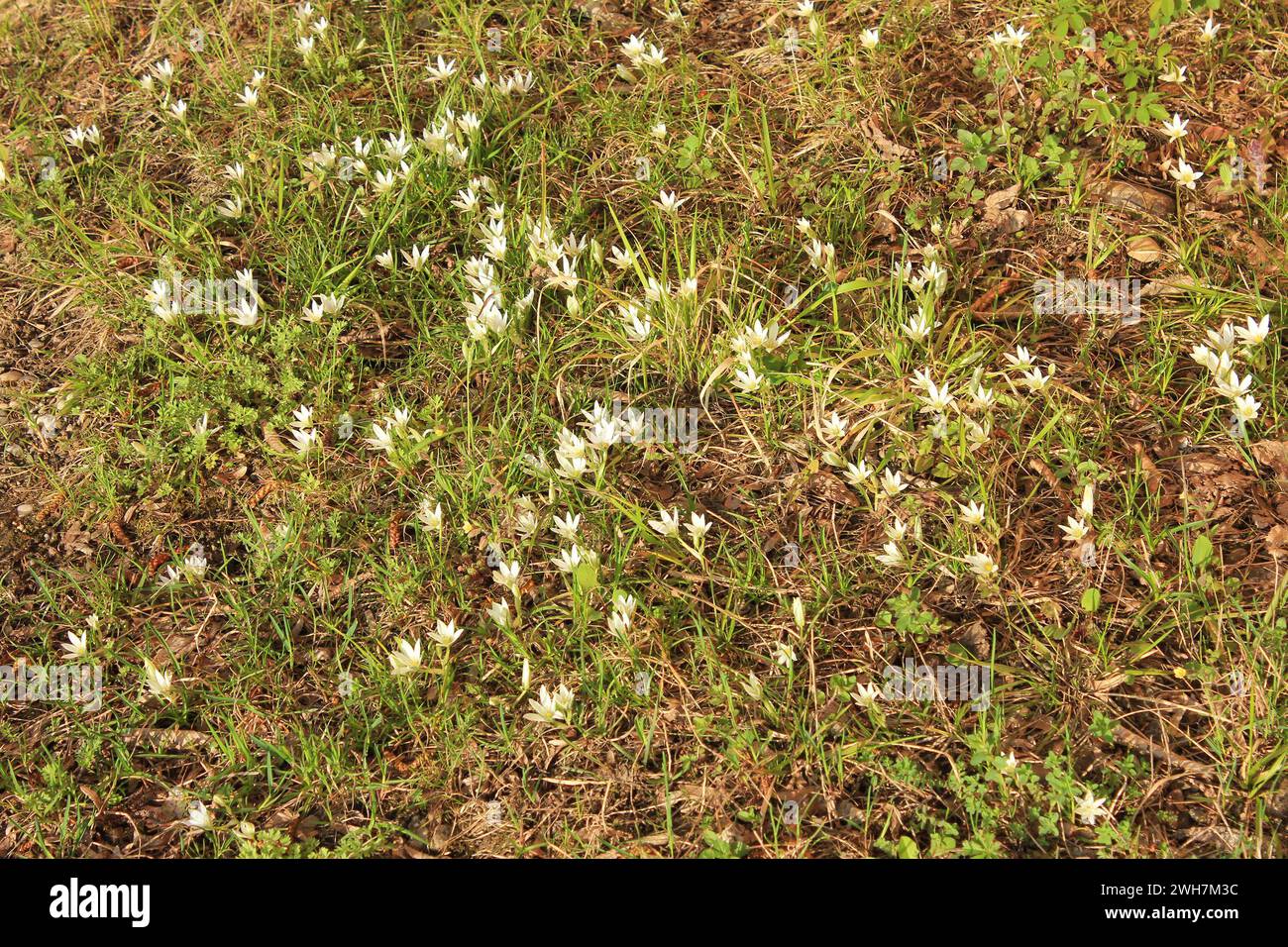 The first spring flowers in the field Stock Photo - Alamy