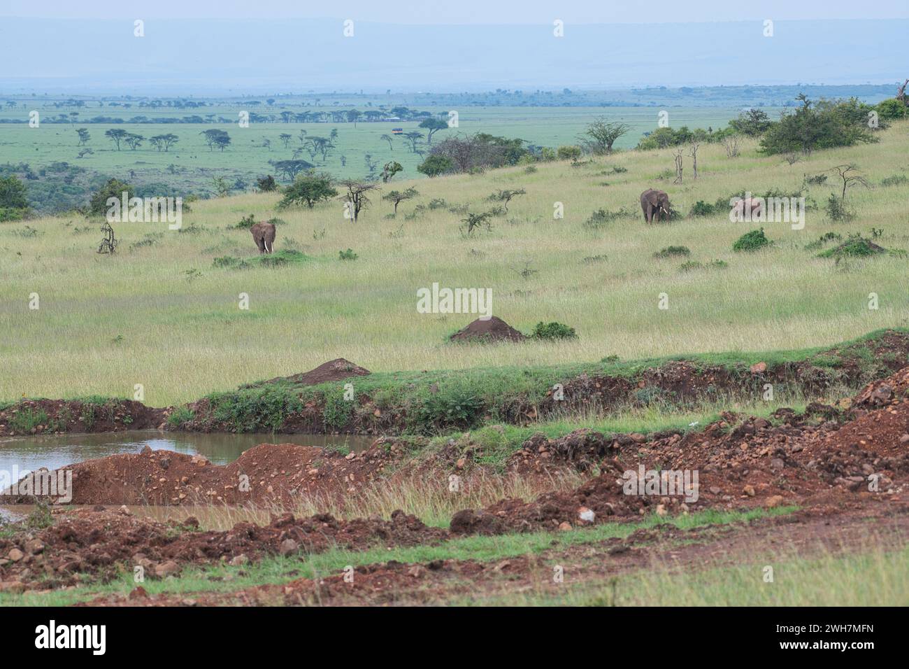 Olare Motorogi Conservancy, Masai Mara, Kenya, landscape with three African elephants, with green vegetation following rains Stock Photo
