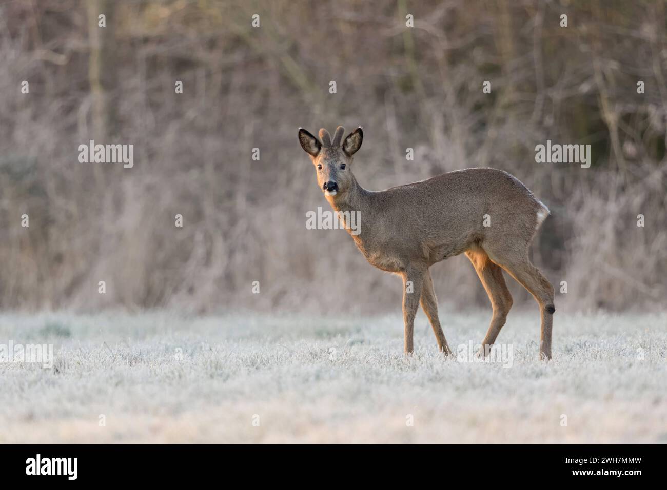 Reh / Rehbock  Capreolus capreolus  im Winter, Winterfell, Bastgeweih, steht am Waldrand bei Sonnenaufgang auf einer schneebedeckten frostigen Wiese, äugt, sichert, heimische Tierwelt, wildlilfe, Deutschland, Europa. Roe Deer  Capreolus capreolus , male in winter, buck, velvet antlers, standing at the edge of a forest on a snow covered meadow, wildilfe, Europe. Nordrhein-Westfalen Deutschland, Westeuropa Stock Photo