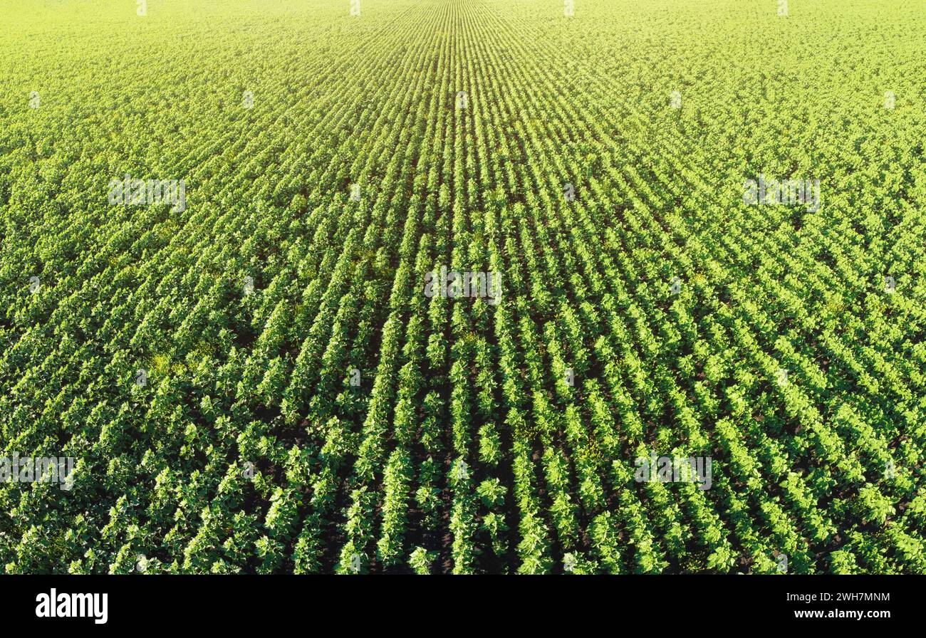 Agricultural Field With Rows Of Green Plants. The Sunflowers Growth In ...