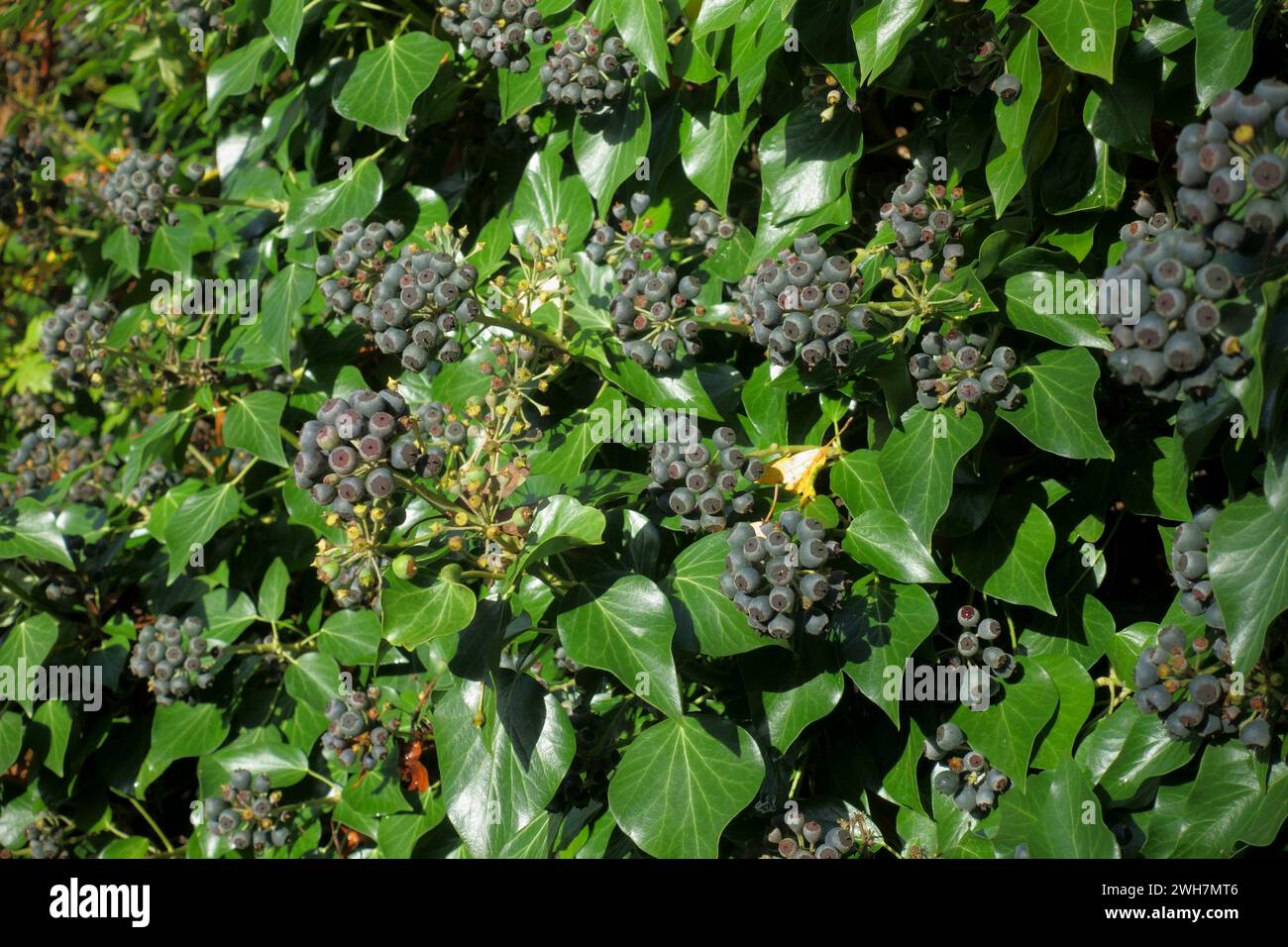 Ivy (Hedera helix) purple fruits ripening in late autumn, useful as late season food for birds and other wildlife, Berkshire, November Stock Photo