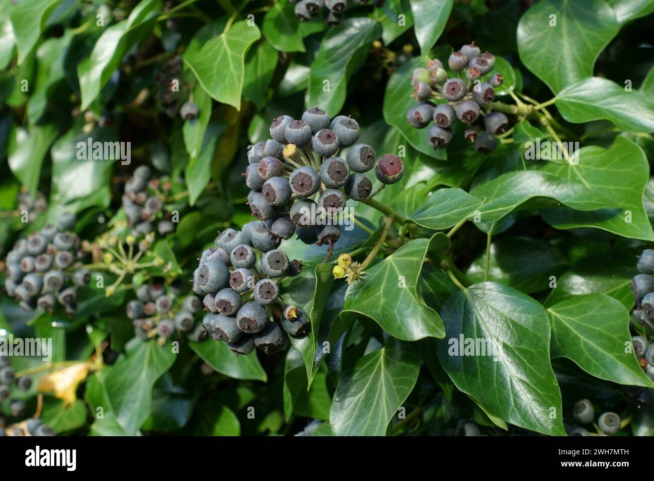 Ivy (Hedera helix) purple fruits ripening in late autumn, useful as late season food for birds and other wildlife, Berkshire, November Stock Photo