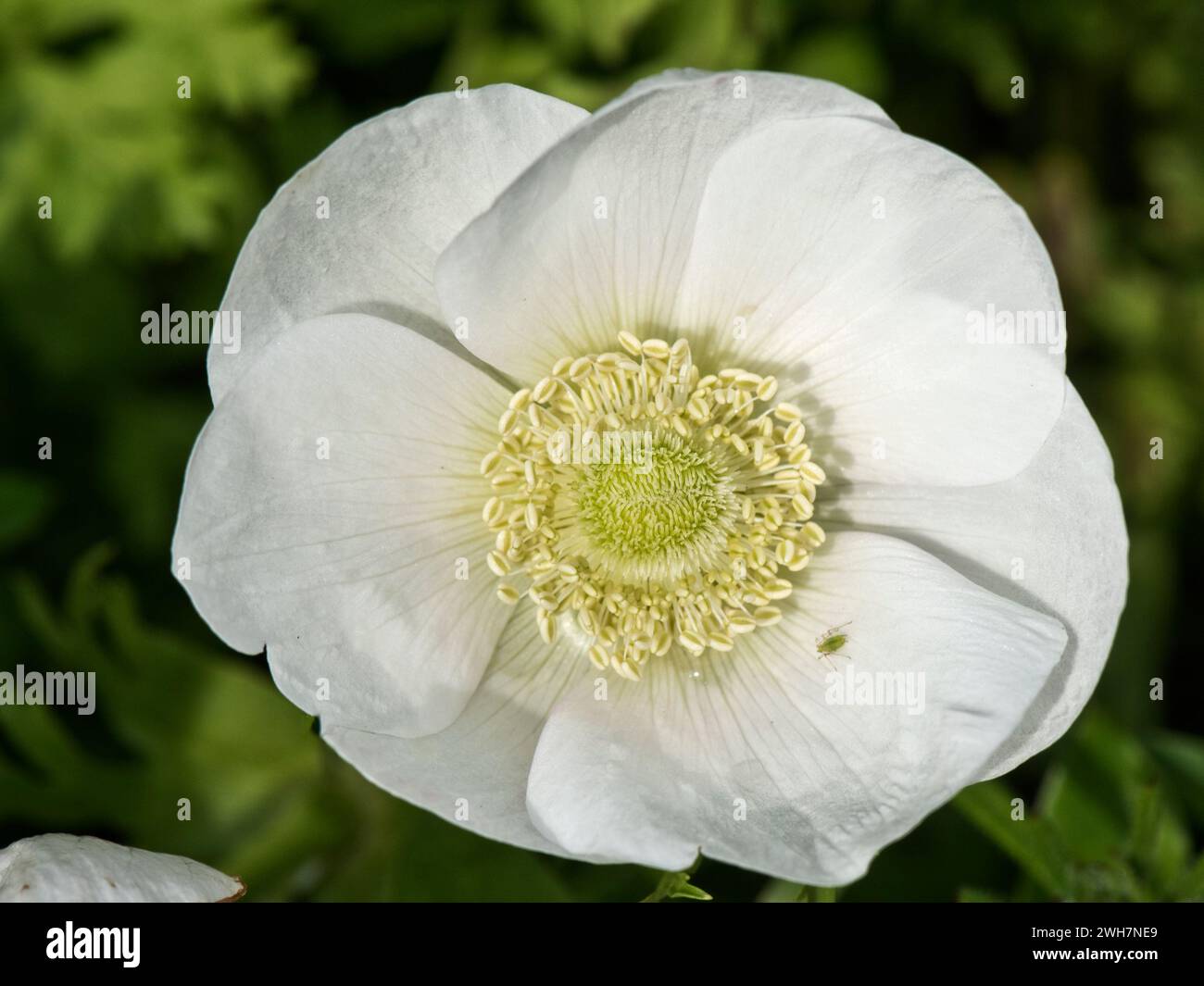 Poppy anemone (Anemone coronaria) white flower of perennial tuberous garden ornamental with petal-like tepals opening and a white centre, Berkshire, A Stock Photo