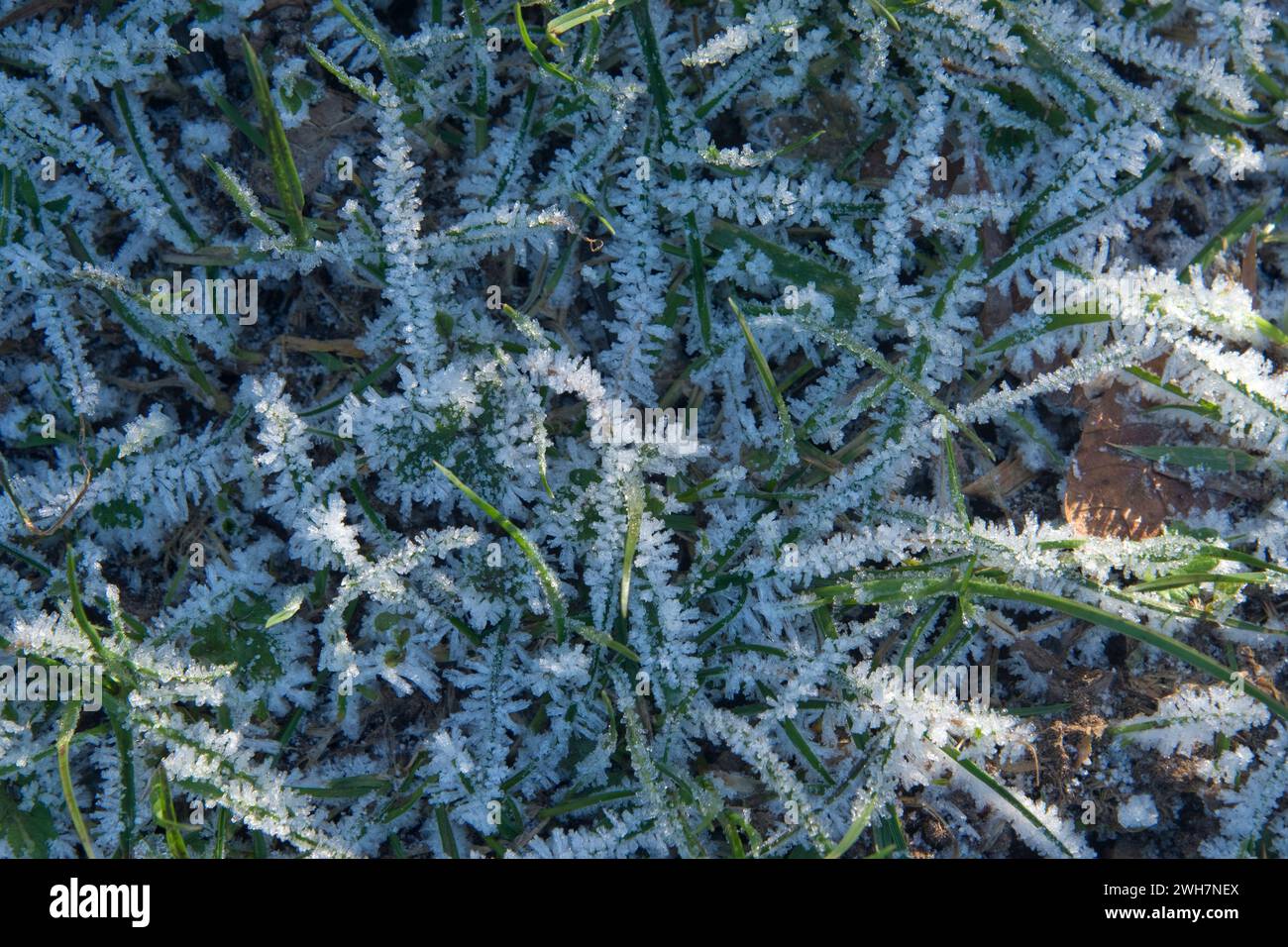 Hoar frost formed on grass leaves after a cold night being gently warmed by bright rays of early morning sunshine, Berkshire, January Stock Photo