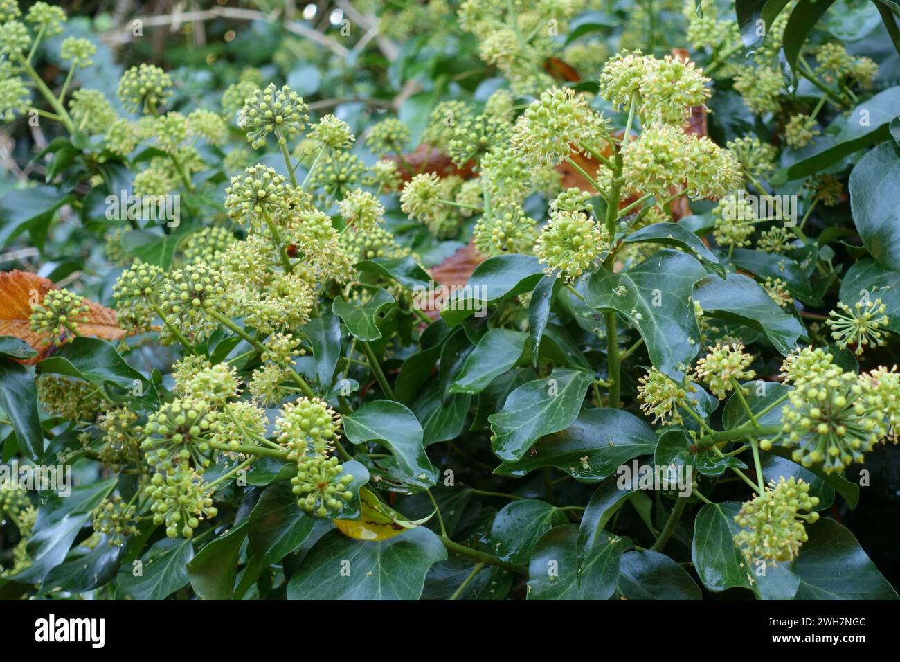 Ivy (Hedera helix) green-yellow flowers in late autumn, useful as late season food for pollinators such as bumblebees, Berkshire, November Stock Photo