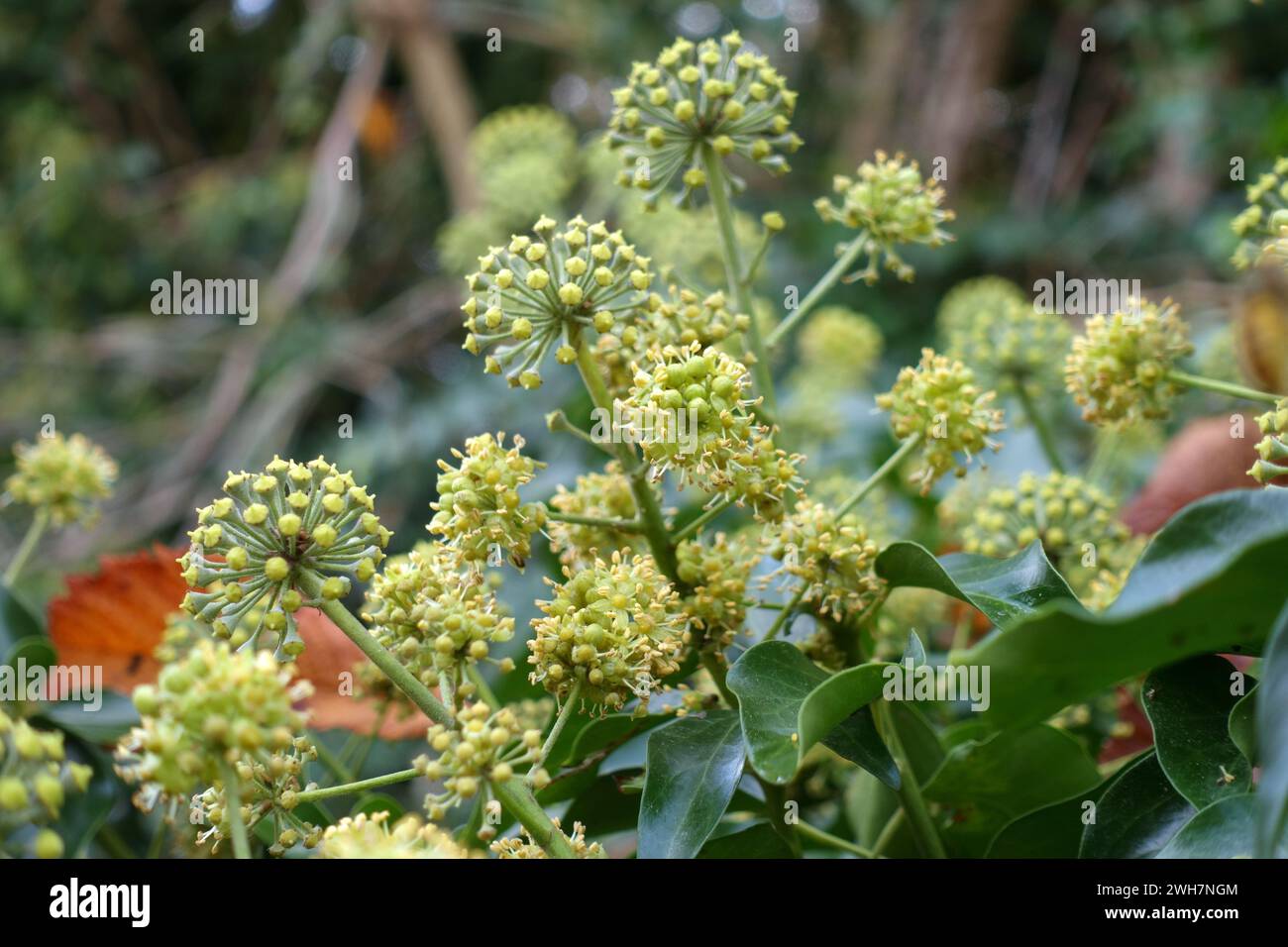 Ivy (Hedera helix) green-yellow flowers in late autumn, useful as late season food for pollinators such as bumblebees, Berkshire, November Stock Photo