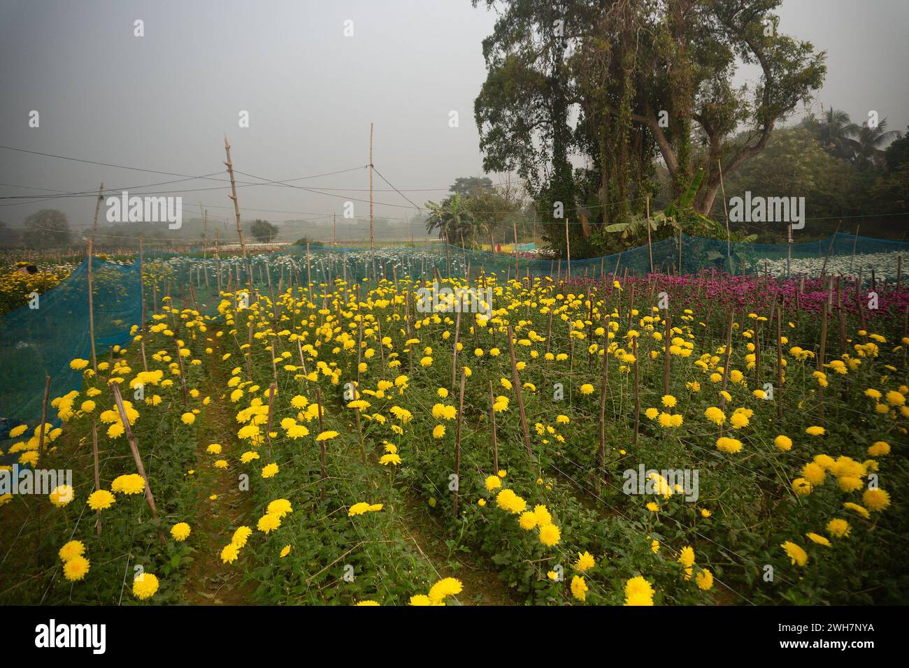 Nurturing of budding yellow Chrysanthemums, Chandramalika, Chandramallika, mums , chrysanths, genus Chrysanthemum, family Asteraceae.Winter morning. Stock Photo