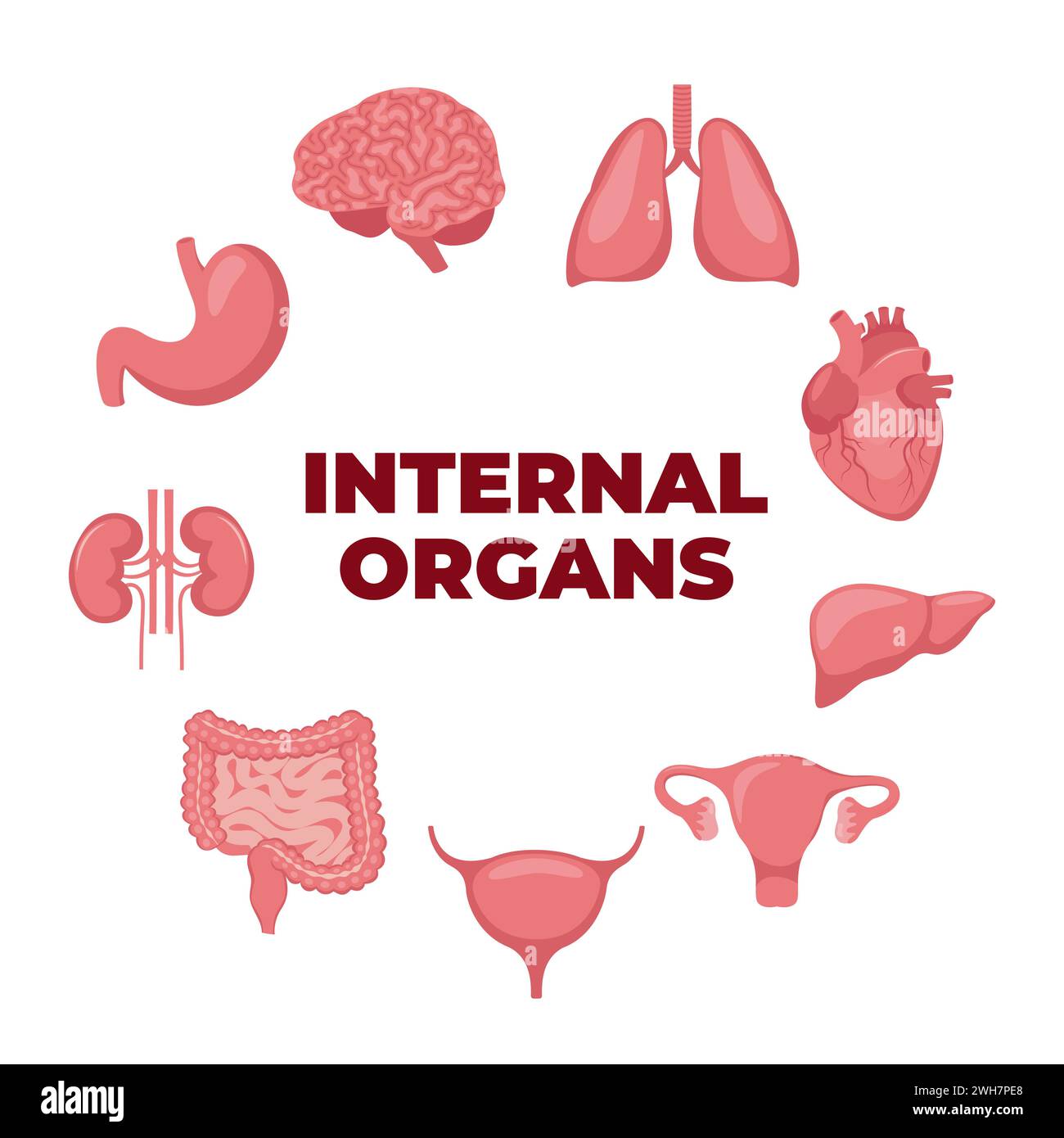 Internal organs set. Heart, brain, lungs, liver, stomach, intestines, bladder, kidneys, uterus and ovaries. Internal organs. Design element for medici Stock Vector