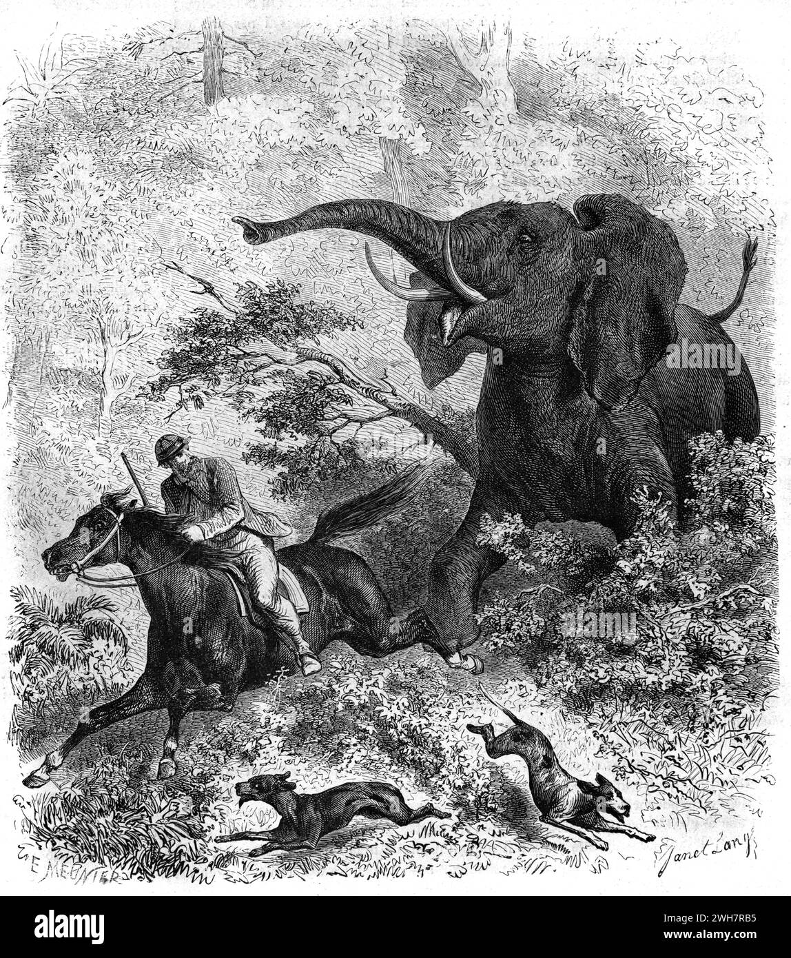 William Charles Baldwin (1826-1903) a British or English Big-Game Hunter, Hunting African Elephant or Elephants on Horseback in Africa. Vintage or Historic Engraving or Illustration 1863 Stock Photo