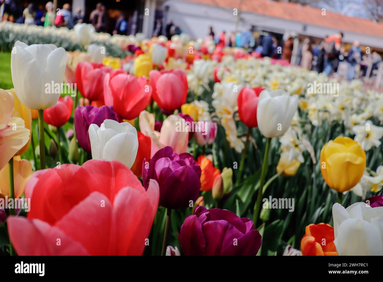 Colorful Tulips in Keukenhof park, Netherlands Stock Photo - Alamy