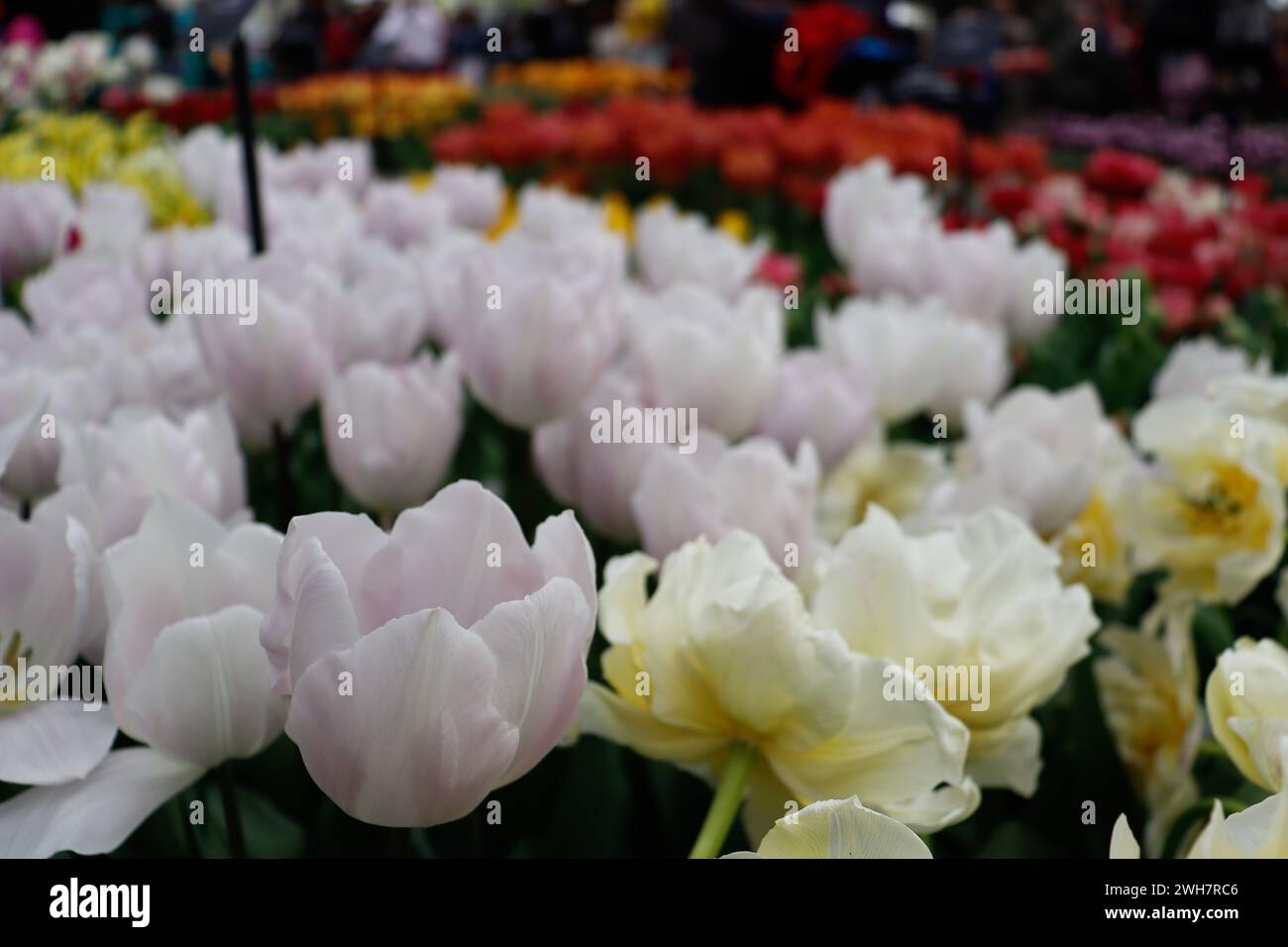 flowers, white tulips in Keukenhof park, Netherlands Stock Photo - Alamy