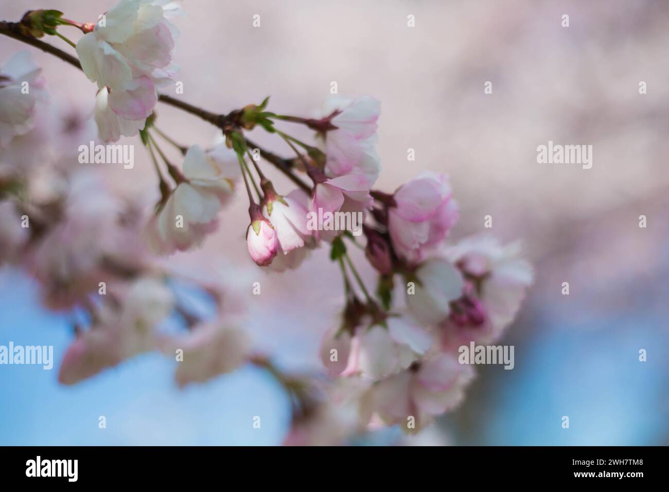 Pink and blue soft blurred flower background, wild cherry blossom (sakura) for spring background .selective focus Stock Photo