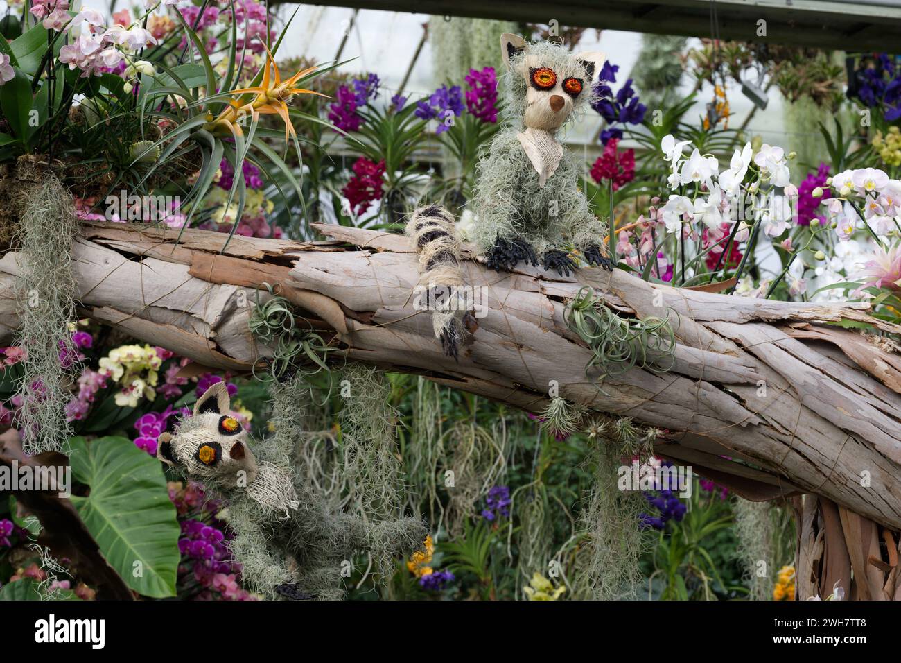 2024 Kew Gardens Orchid Festival based on the theme of Madagascar Stock