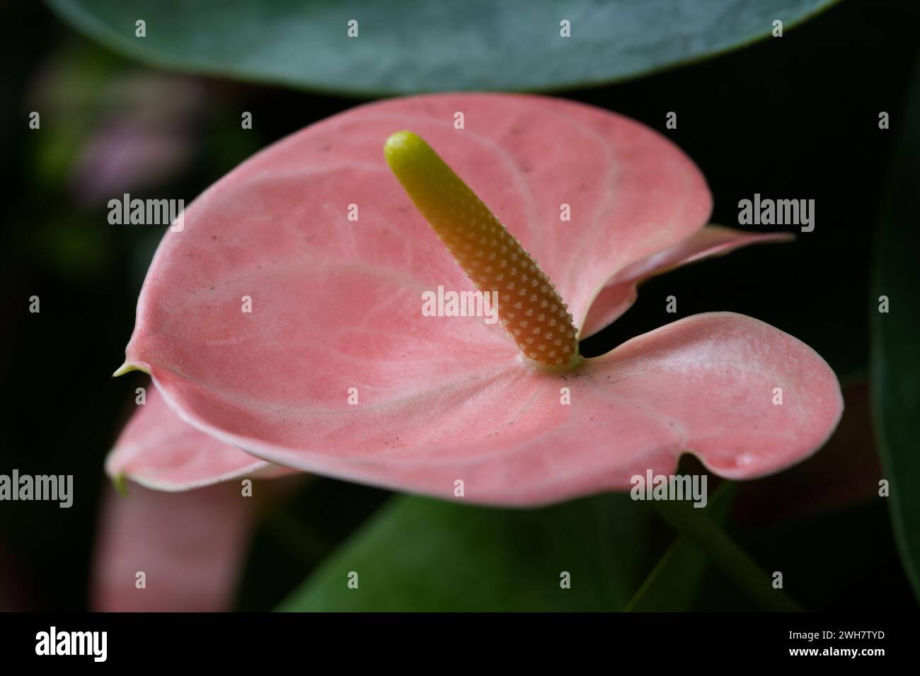 pink flamingo flower at Kew Gardens orchid festival 2024 Stock Photo