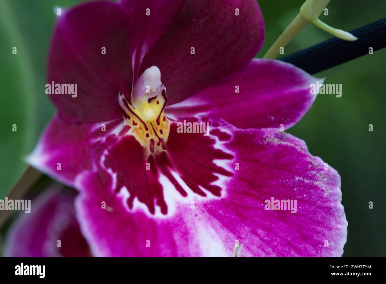 A purple pansy orchid at Kew Gardens Orchid Festival 2024 Stock Photo