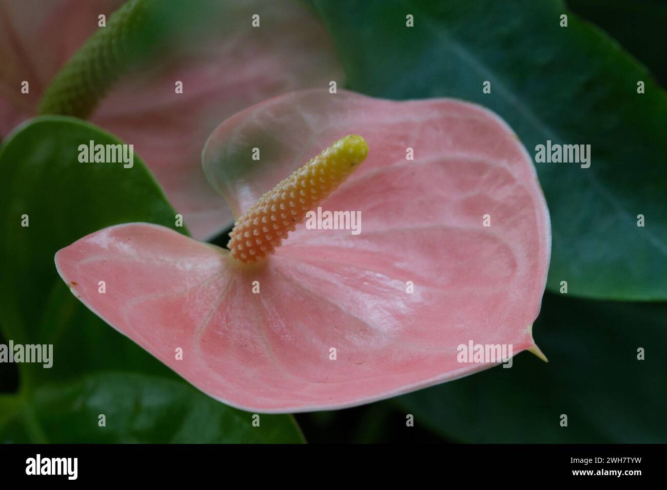 pink flamingo flower at Kew Gardens orchid festival 2024 Stock Photo